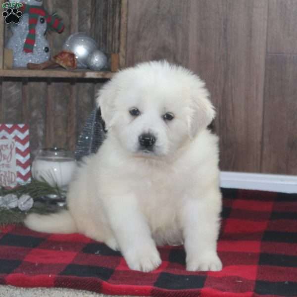 Rocky, Great Pyrenees Puppy